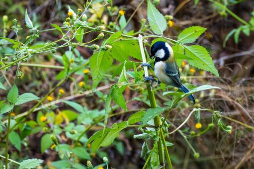 シジュウカラ(97)の写真