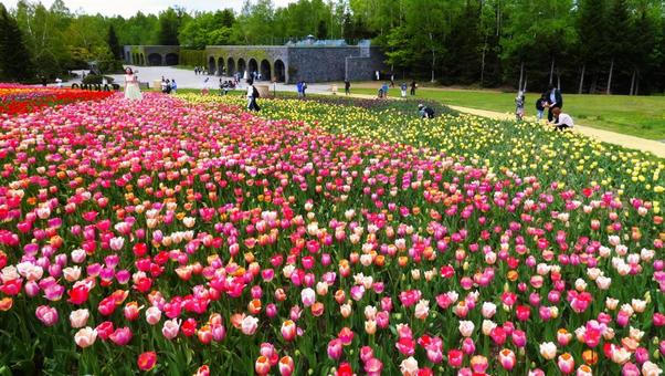 満開に咲き誇るチューリップ畑 滝野すずらん,チューリップ,花の写真素材