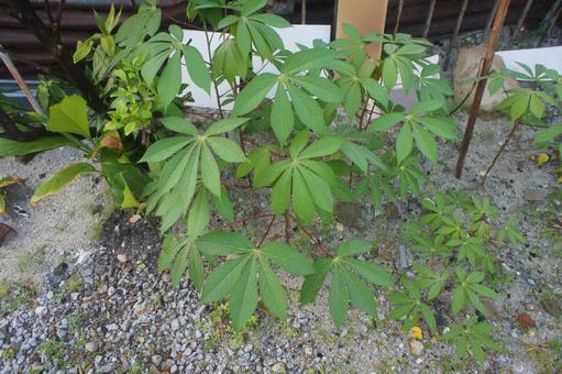 Photo, wood, shrub, cassava, 