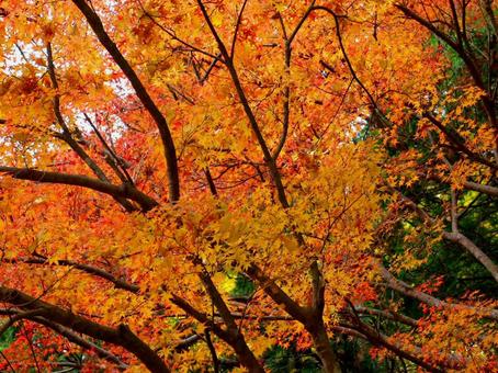 日本の紅葉 日本の紅葉の写真