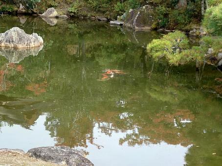 秋の池の鯉 秋の池の鯉 池,鯉,自然の写真素材