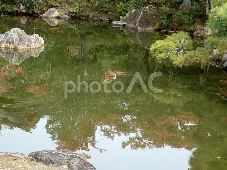 秋の池の鯉 池,鯉,自然の写真素材