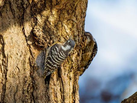 木にとまるコゲラ・キツツキの写真