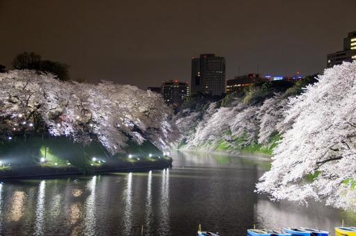千鳥ヶ淵の桜とボート ライトアップ2 千鳥ヶ淵の桜とボート ライトアップ2 桜,夜景,千鳥ヶ淵の写真素材