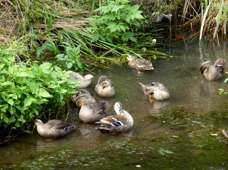 川の岸辺でくつろぐ数羽のカルガモ達 川の岸辺でくつろぐ数羽のカルガモ達 カルガモ,鳥,野鳥の写真素材