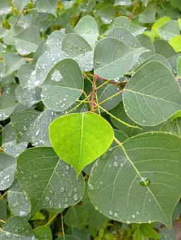 ナンキンハゼ ナンキンハゼ,そぼ降る雨,雨粒の写真素材
