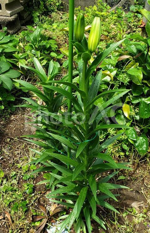 すかしゆりのつぼみ すかしゆり,つぼみ,植物の写真素材
