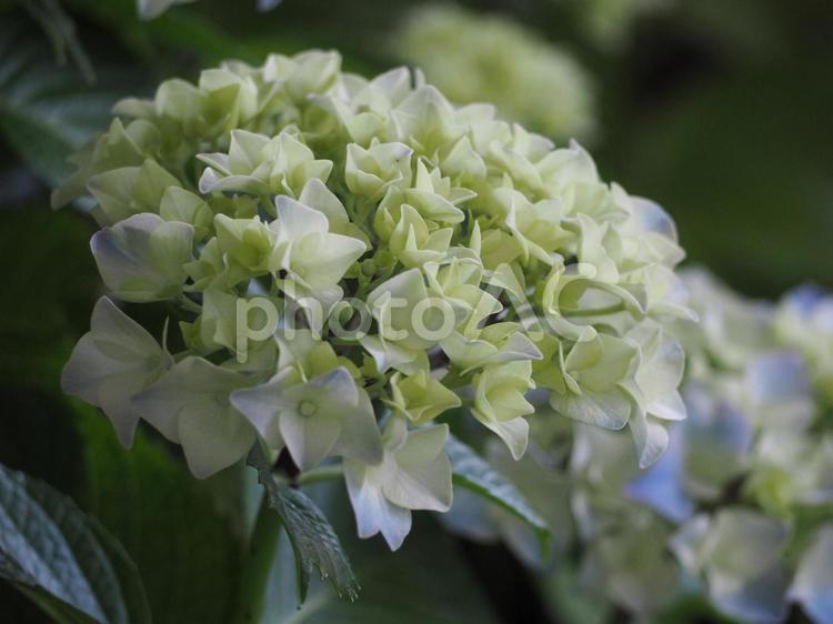 紫陽花　咲き始め 紫陽花,あじさい,アジサイの写真素材