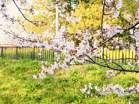 桜_3 桜_3の写真