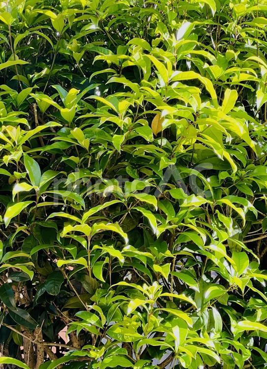 新緑の季節の葉 新緑,葉,緑の写真素材