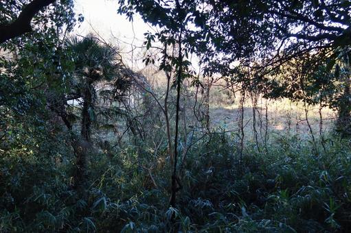 Photo, naturalmente, madeira, selva, 