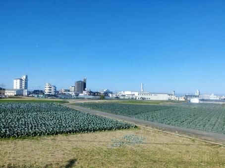 冬の畑と街並みの風景 畑,キャベツ,農地の写真素材