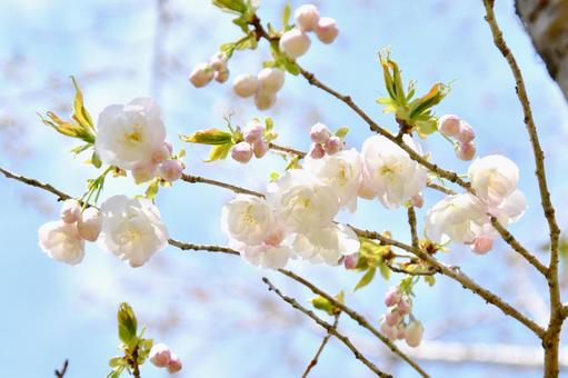 白い八重桜の白妙 白い八重桜の白妙の写真