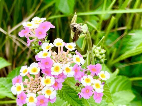セセリチョウを喰らうカマキリの写真