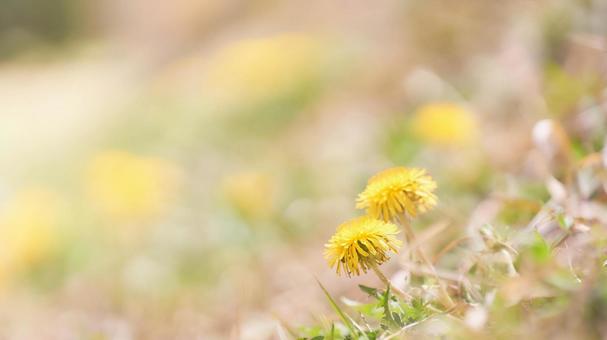 温かみのある光さす土手に咲くたんぽぽの花 タンポポ,花,シンプルの写真素材
