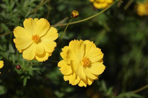 黄色の花びらの秋桜の花のアップの風景 黄色,花びら,秋桜の写真素材