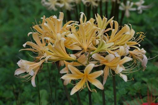 [Photo of cluster amaryllis] Scenery of cluster amaryllis blooming, JPG