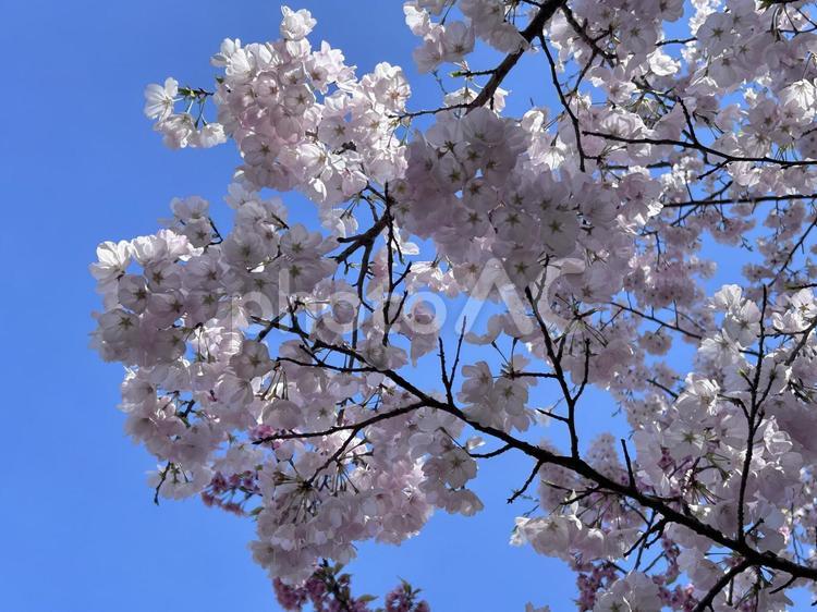 桜 春,サクラ,さくらの写真素材