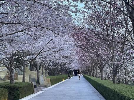 桜 五百羅漢 240407 桜 五百羅漢 240407の写真