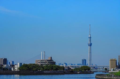 奥戸中川から見たスカイツリー 奥戸中川から見たスカイツリーの写真