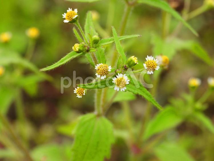 ハキダメギク（野草） ハキダメギク,キク科,野草の写真素材