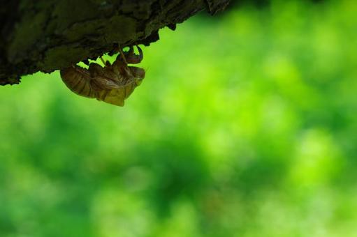 空蝉 蝉 セミ 抜け殻 晩夏 空蝉 蝉 セミ 抜け殻 晩夏の写真
