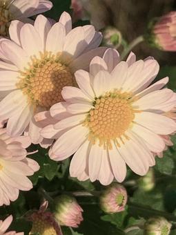 白とピンクのバイカラーの菊 白い花,ピンク,バイカラーの写真素材