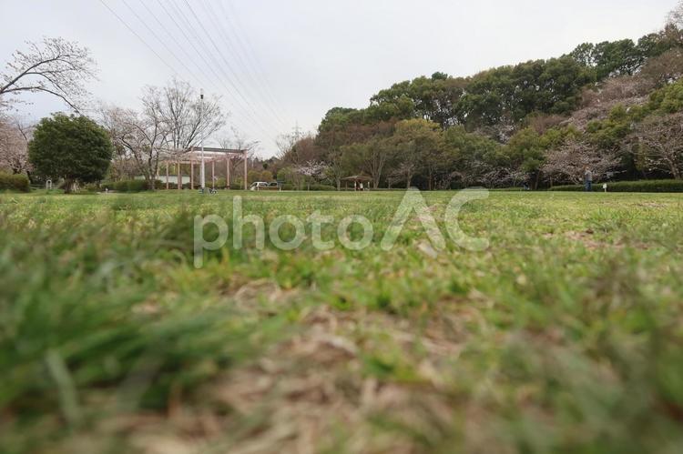 公園の芝（下からのアングル） 公園,ノシバ,芝の写真素材