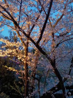 夜桜 夜桜の写真