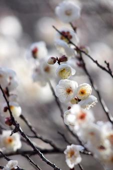 梅の花 梅の花の写真