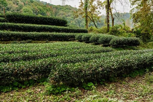杭州・九溪 龍井茶 茶畑 九溪,龍井茶,茶畑の写真素材