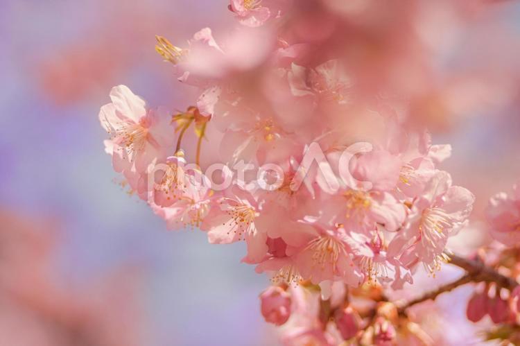 ピンク色の桜の花と青空 桜,カワヅザクラ,ピンクの写真素材