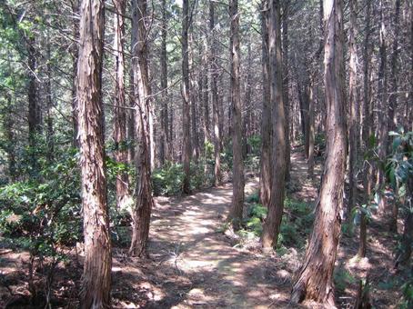 菩提山城 登山道 ハイキングコース 菩提山城 登山道 ハイキングコース 菩提山城,竹中半兵衛,竹中重治の写真素材