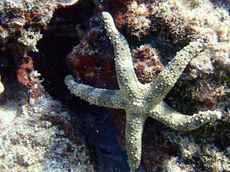 イボヒトデ 海,海の生き物,ヒトデの写真素材