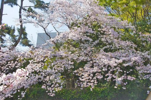 桜 桜の写真