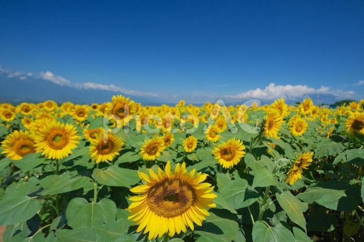 青空の下のヒマワリ畑 ヒマワリ,向日葵,夏の写真素材