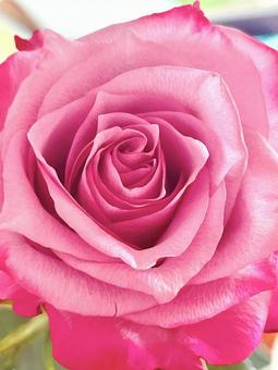 ピンクの薔薇 ピンクの薔薇 ピンク,バラ,アップの写真素材