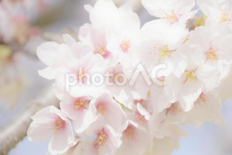 ふんわり桜 桜,春,花の写真素材