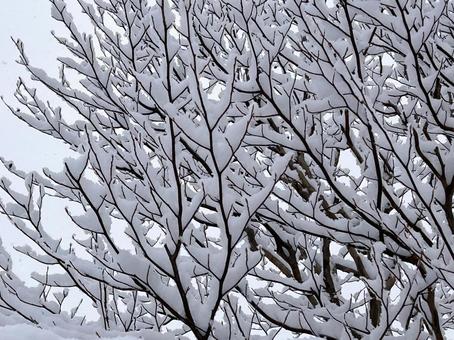 枝に積もった雪 雪,枝,自然の写真素材