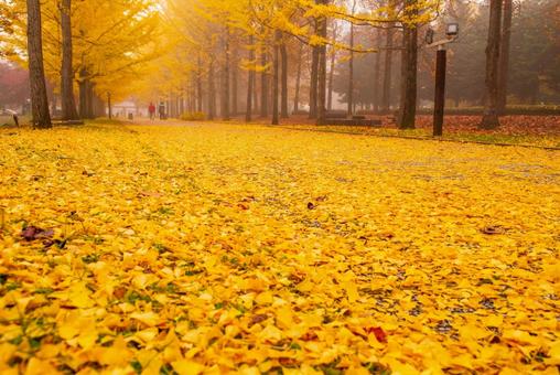 落葉の敷き詰められた公園 銀杏,公園,落ち葉の写真素材