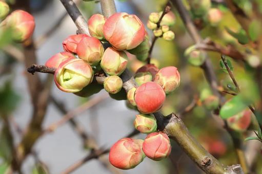 ボケの花開花 ボケの花開花 春,自然,赤の写真素材