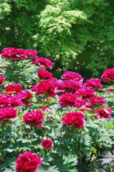 ボタンの花 ボタンの花の写真