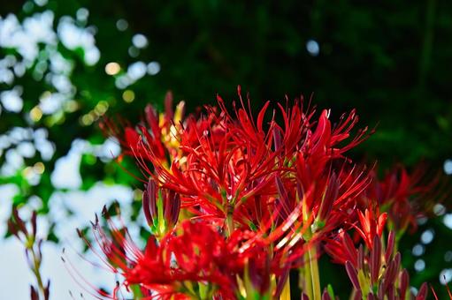 朝日とヒガンバナ ヒガンバナ,秋,自然の写真素材