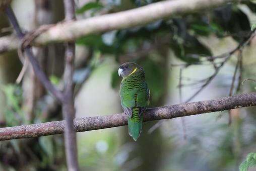 キクビワインコ キクビワインコの写真