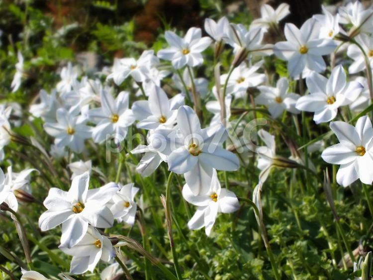 たくさん咲いた　ハナニラの花 白い花,ハナニラ,かわいいの写真素材