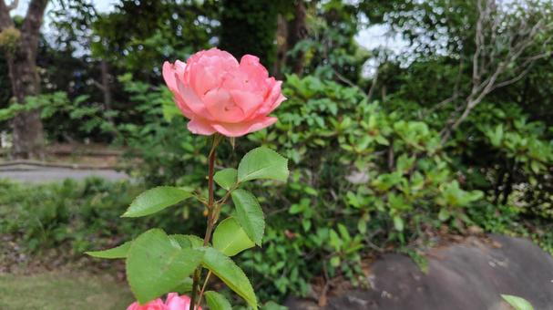 Rose Flower #01, JPG Rose Flower #01, JPG