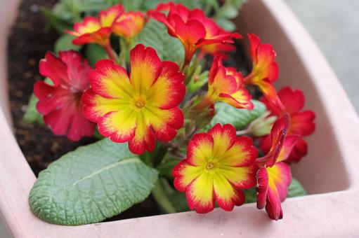 赤と黄の花 赤と黄の花 の写真