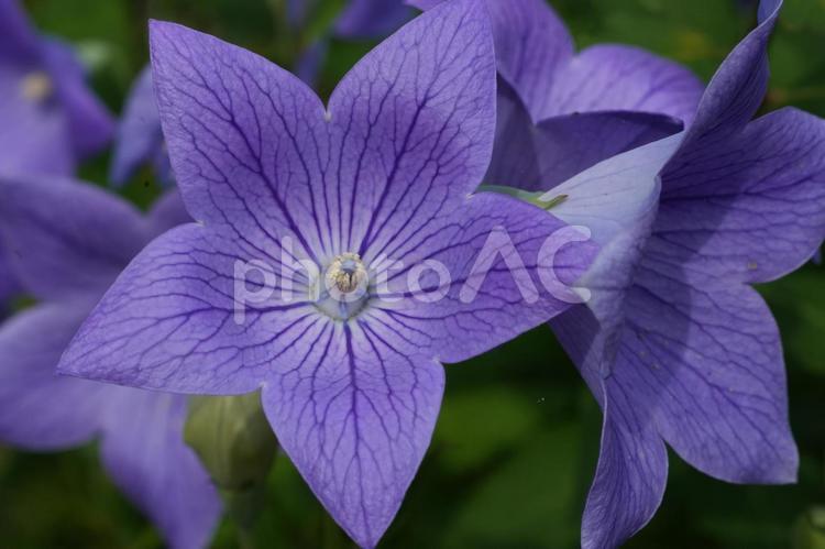 キキョウ（桔梗） キキョウ,桔梗,夏の花の写真素材