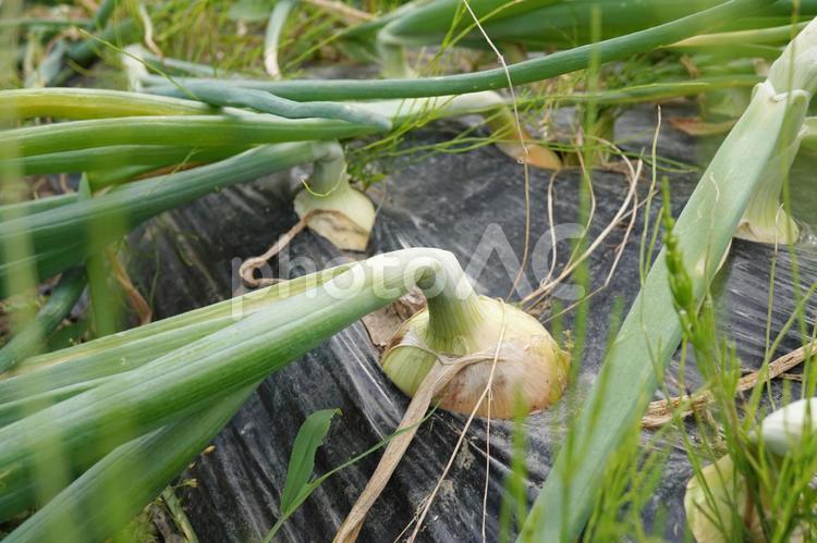 玉ねぎの収穫時期（倒れた葉）05 玉ねぎ,タマネギ,野菜の写真素材