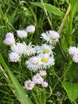 白い花 白い花,白,花の写真素材